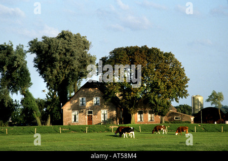 North South Holland cow cows Netherlands Holland Farmer Farm agriculture dutch Stock Photo