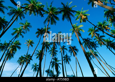 Coconut Grove Stock Photo