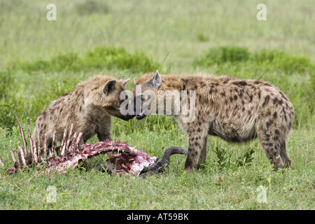 zoology / animals, mammal / mammalian, hyenas, spotted hyena, (Crocuta crocuta), hyena with prey, Serengeti, Tanzania, distribution: Africa, , Additional-Rights-Clearance-Info-Not-Available Stock Photo