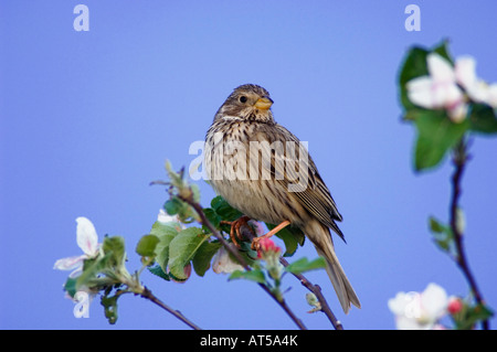 Corn Bunting Miliaria calandra adult perched on apple tree National Park Lake Neusiedl Burgenland Austria April 2007 Stock Photo