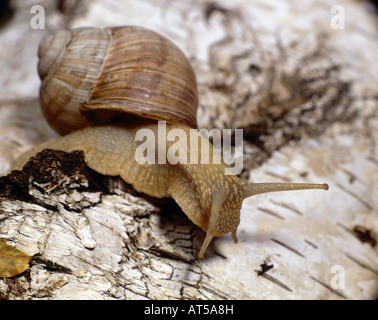 zoology / animals, mollusc, Helicidae, grapevine snail (Helix pomatia), on branch, distribution: Europe, Additional-Rights-Clearance-Info-Not-Available Stock Photo