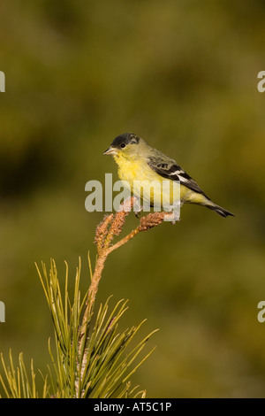 Lesser Goldfinch male, Carduelis psaltria, perched on pine tree. Stock Photo