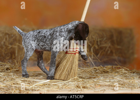 German Shorthaired Pointer puppy 9 weeks playing with broom Stock Photo