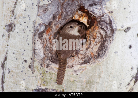 House Wren Troglodytes aedon adult at nesting cavity in aspen tree Rocky Mountain National Park Colorado USA June 2007 Stock Photo