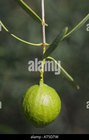 Fragrant Sandalwood (Santalum spicatum) fruit and leaves Dryandra Woodland Western Australia September Stock Photo