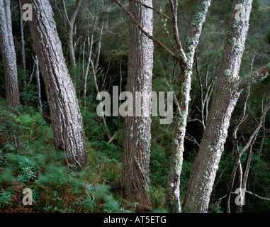 Horizontally blown snow , Blue Mountains National Park, NSW Australia Stock Photo