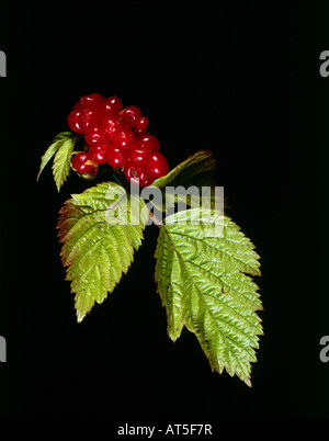 botany, Stone Bramble, (Rubus saxatilis), berries and leaves, Additional-Rights-Clearance-Info-Not-Available Stock Photo