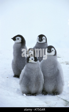 zoology / animals, birds, penguins, Emperor Penguin, (Aptenodytes forsteri), cubs, Antarctic, Dawson-Lambton-Glacier, distribution: Antarctic, Additional-Rights-Clearance-Info-Not-Available Stock Photo