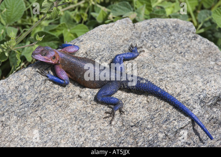 zoology / animals, reptiles, Agamids, Red-headed Rock Agama (Agama agama), female agama on stone, Tanzania, distribution: Central Africa, Additional-Rights-Clearance-Info-Not-Available Stock Photo