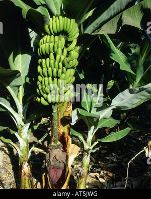 botany, banana, (Musa paradisiaca sapientum), bananas, perennial, blossom with tree, Teneriffe, Spain, Additional-Rights-Clearance-Info-Not-Available Stock Photo