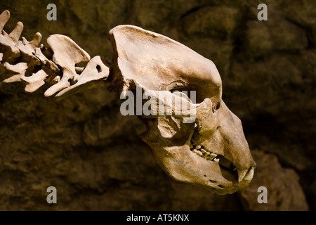 Skull of a prehistoric cave bear (Ursus spelaeus) which became extinct at the end of the last ice age. Stock Photo