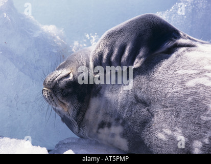 zoology / animals, mammal / mammalian, seals, , Additional-Rights-Clearance-Info-Not-Available Stock Photo