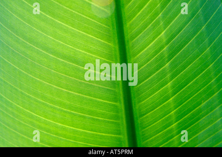 Banana leaf Musa sp Stock Photo
