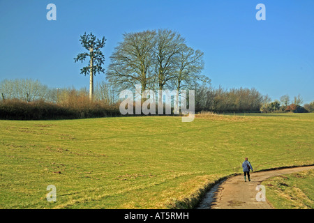 Mobile phone mast disguised as a tree, near Wheddon Cross, Exmoor National Park, Somerset UK  Real beech trees alongside Stock Photo