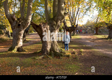 Autumn morning at High Beech in Epping Forest, Essex UK Stock Photo