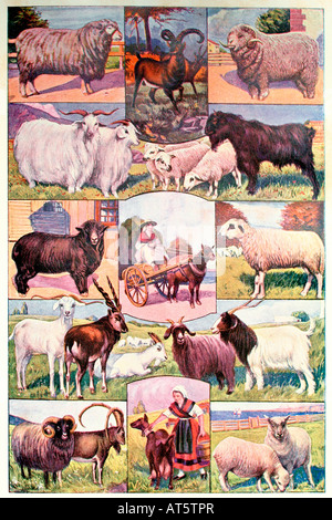 Sheep and goat. Antique illustration. 1920 Stock Photo