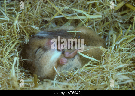 Dormouse hibernating in a stack of straw Stock Photo