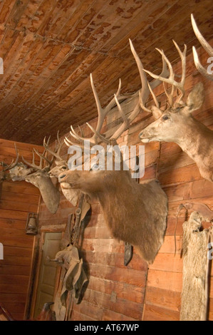 Mounted deer heads hang on the walls of Old Trail Town in Cody, WY. Stock Photo