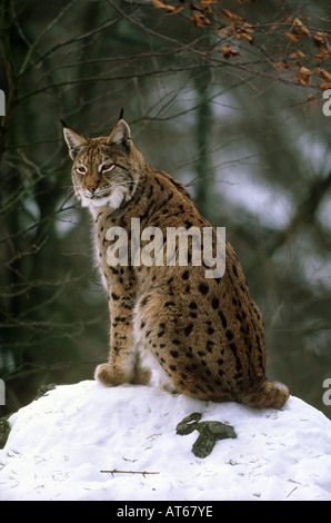 Eurasian lynx in snow / Felis lynx Stock Photo