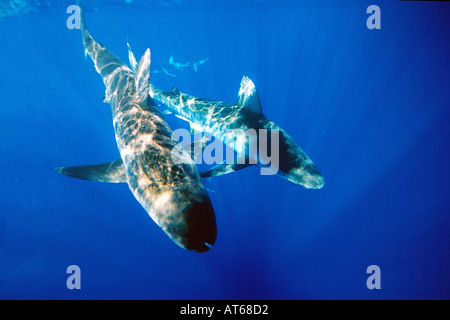Galapagos sharks Carcharhinus galapagensis Hawaii USA North Pacific Stock Photo