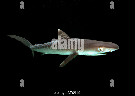 Tiger shark pup c at Hawaii Institute of Marine Biology Galeocerdo cuvier Kaneohe bay Oahu Hawaii N Pacific  Stock Photo