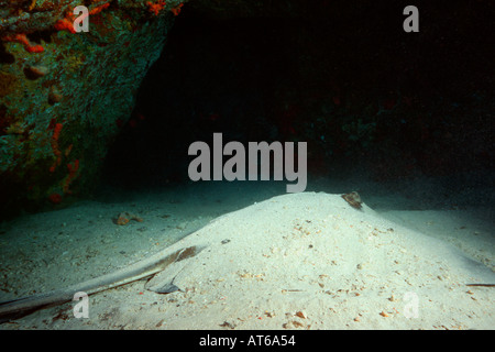 Southern stingray burried in sand at cave entrance Dasyatis americana Ponta da Sapata Fernando de Noronha Pernambuco Brazil Stock Photo