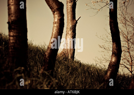 Germany, Bilfingen, Tree trunks, close-up Stock Photo