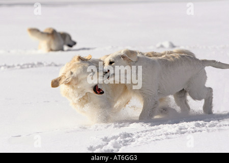 two Golden Retriever playing - in snow Stock Photo