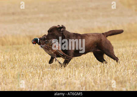 Brown Labrador Retriever retrieving a Common Pheasant Stock Photo