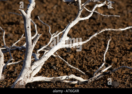 dried up dead wooden branch lying in volcanic rock desert tenerife canary islands spain Stock Photo