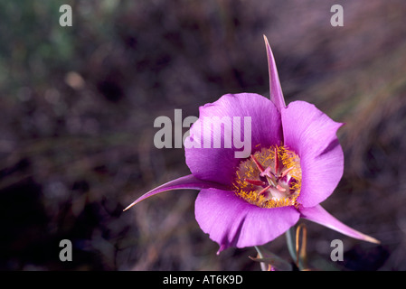 Sagebrush Mariposa Lily (Calochortus macrocarpus) in bloom - Wild Flowers / Wildflowers blooming in BC, British Columbia, Canada Stock Photo