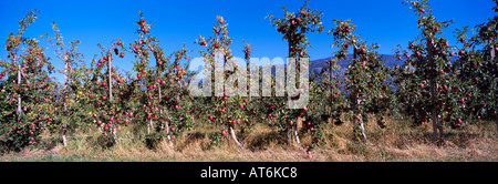 Red Apples growing on Apple Orchard Trees, South Okanagan Valley, BC, British Columbia,  Canada - Ripening Fresh Fruit Stock Photo