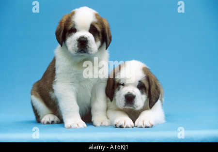 Saint Bernard dog - two puppies - cut out Stock Photo
