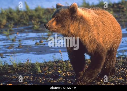 Stock photo of a bear cub at rivers edge at sunset, Katmai National Park. Stock Photo