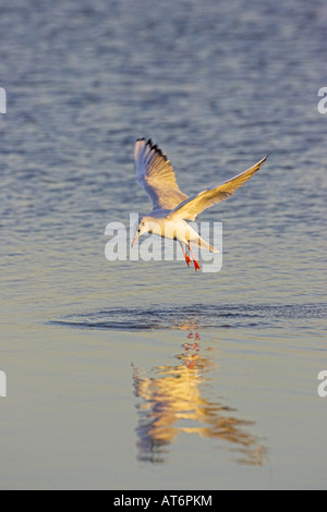 Black headed gull Larus ridibundus feeding in shallow tidal water Keyhaven Hampshire England Stock Photo