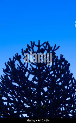 An Araucaria tree sometimes called a Monkey Puzzle Tree at dusk against a deep blue sky Stock Photo