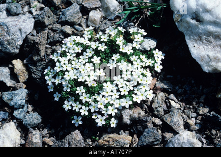 Alpine Rock Jasmine Androsace alpina blooming Alps Switzerland July 1995 Stock Photo