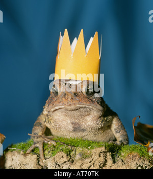 Detail of an American eastern toad wearing a gold crown in a hardwood forest. Stock Photo