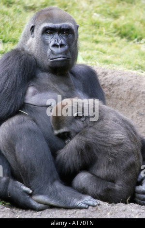 A mother and baby gorilla nap and snuggle together Stock Photo