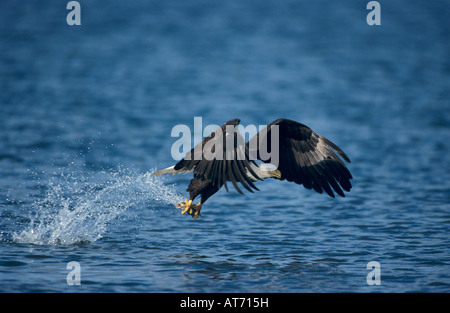 Bald Eagle Haliaeetus leucocephalus adult in flight with fish Homer Alaska USA March 2000 Stock Photo