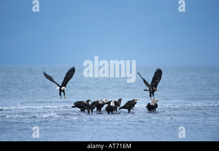 Bald Eagle Haliaeetus leucocephalus adult and immature taking off because off rising tide Homer Alaska USA March 2000 Stock Photo