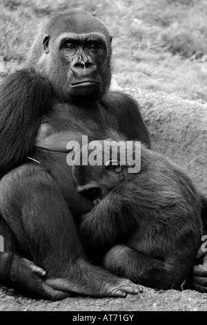 A mother and baby gorilla nap and snuggle together Stock Photo