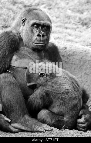 A mother and baby gorilla nap and snuggle together Stock Photo