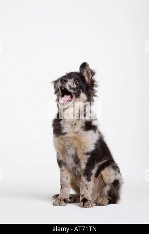 Dog sitting in studio yawning, portrait Stock Photo