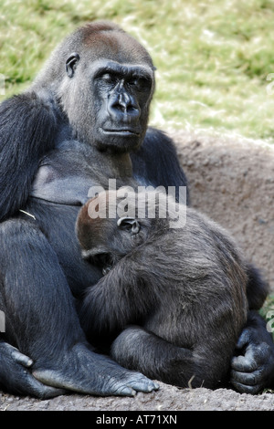 A mother and baby gorilla nap and snuggle together Stock Photo