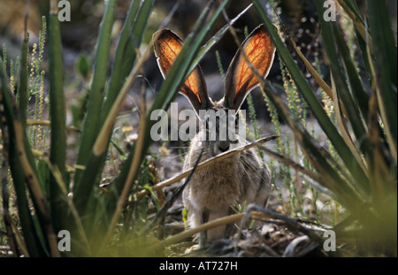 Black-tailed Jackrabbit Lepus californicus adult and yuccas Big Bend National Park Texas USA April 2001 Stock Photo