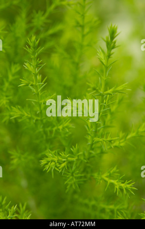 Abstract green nature background Stock Photo