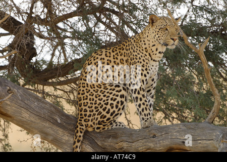 Leopard sitting in a tree looking for prey Stock Photo