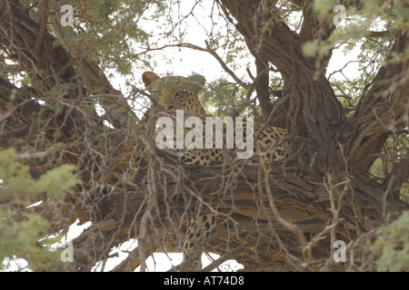 Leopard hidding in a tree Stock Photo