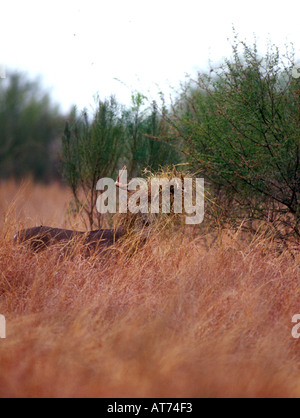 Whitetail buck deer with large clump of grass on his antlers During rutting season they hook brush grass or another deer Seve Stock Photo